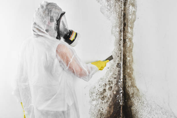 Best Mold Testing and Inspection Services in Skidmore, TX