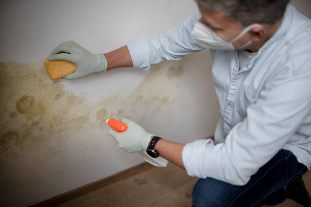 Best Commercial Mold Remediation in Skidmore, TX