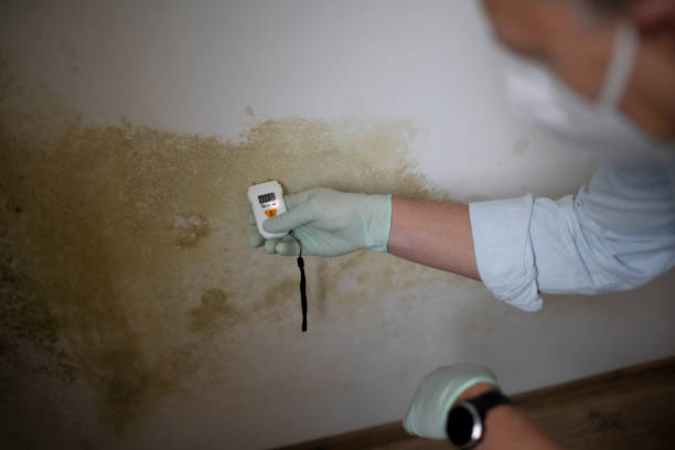 Best Insurance-Related Mold Remediation in Skidmore, TX