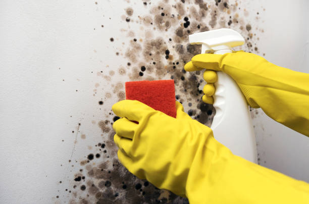 Best White Mold Remediation in Skidmore, TX
