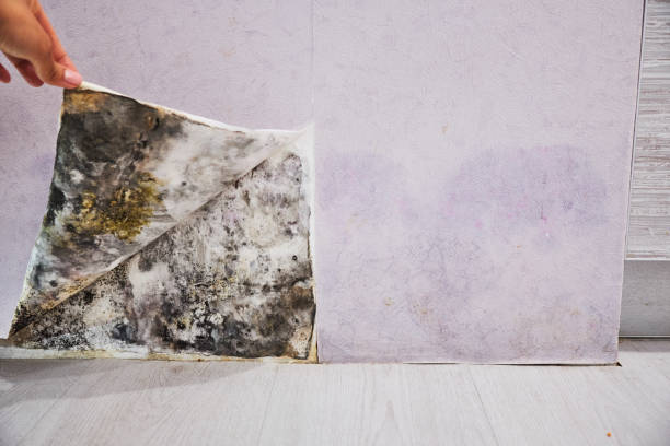 Best Industrial Mold Remediation in Skidmore, TX
